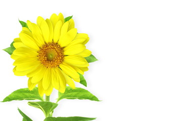 sunflower for nature concept go green concept eco concept background