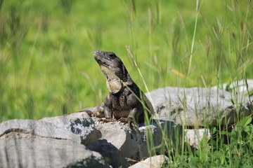 Echse, Tulum, Mexiko