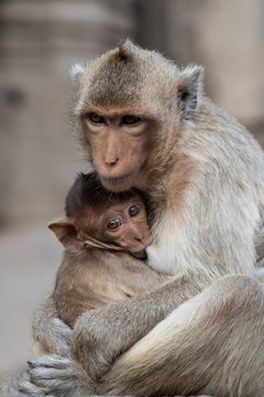 Cute monkey sitting and sucking milk from the mother's breast, which embraced it with pure love.