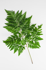Green leatherleaf fern on withe background.