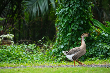 Goose standing on green grass.