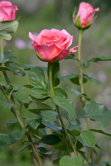 flowering roses in the garden