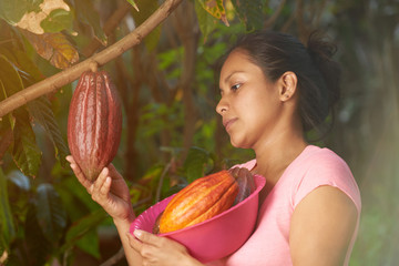 Young woman look and check cacao pod