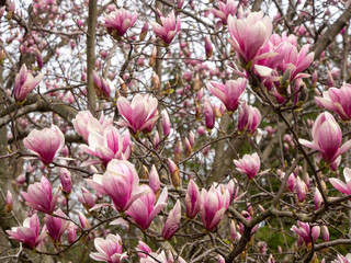 close-up of magnolia flowers in full bloom in the spring