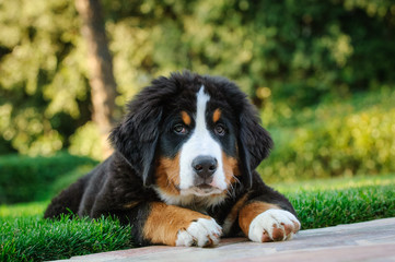Bernese Mountain Dog puppy portrait lying down in grass