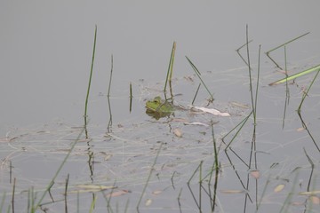 The American bullfrog is an amphibious frog, a member of the family Ranidae, or “true frogs”. Shiloh Ranch Regional Park in southeast Windsor includes oak woodlands, forests of mixed evergreens, ridge