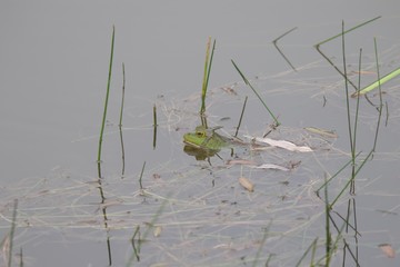 The American bullfrog is an amphibious frog, a member of the family Ranidae, or “true frogs”. Shiloh Ranch Regional Park in southeast Windsor includes oak woodlands, forests of mixed evergreens, ridge