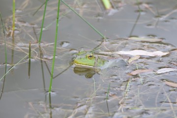 The American bullfrog is an amphibious frog, a member of the family Ranidae, or “true frogs”. Shiloh Ranch Regional Park in southeast Windsor includes oak woodlands, forests of mixed evergreens, ridge
