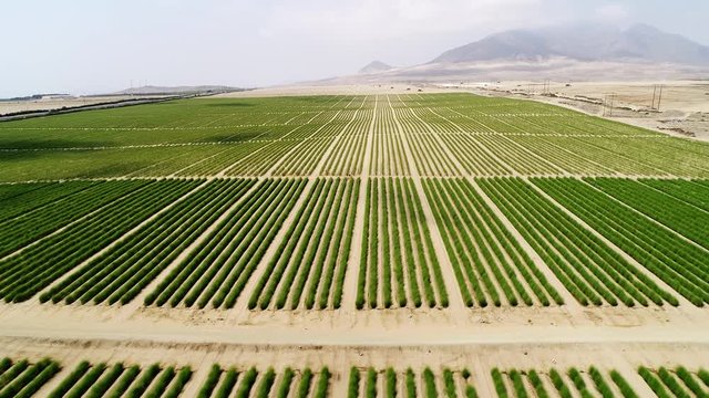 Aerial of fields in Peru, South America. 