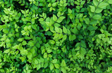 Green bush leaves background, top view