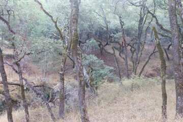 Shiloh Ranch Regional Park in southeast Windsor includes oak woodlands, forests of mixed evergreens, ridges with sweeping views of the Santa Rosa Plain, canyons, rolling hills, a shaded creek, and a p