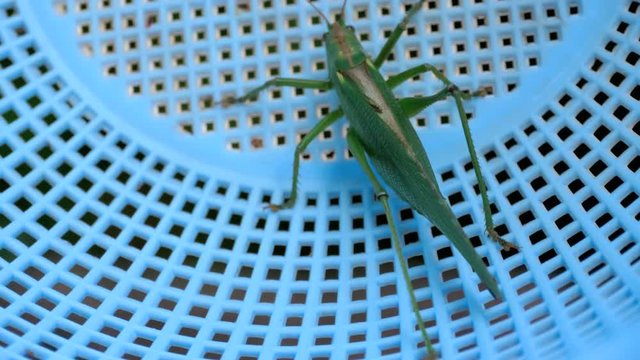 Big green locust female