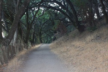 Shiloh Ranch Regional Park in southeast Windsor includes oak woodlands, forests of mixed evergreens, ridges with sweeping views of the Santa Rosa Plain, canyons, rolling hills, a shaded creek, and a p