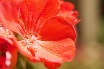 Shiloh Ranch Regional Park in southeast Windsor includes oak woodlands, forests of mixed evergreens, ridges with sweeping views of the Santa Rosa Plain, canyons, rolling hills, a shaded creek, and a p