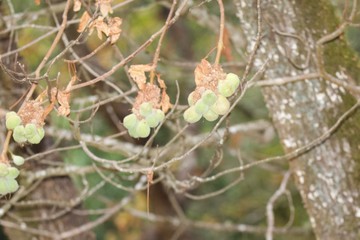 Shiloh Ranch Regional Park in southeast Windsor includes oak woodlands, forests of mixed evergreens, ridges with sweeping views of the Santa Rosa Plain, canyons, rolling hills, a shaded creek, and a p