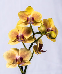 Yellow orchid with solid white background
