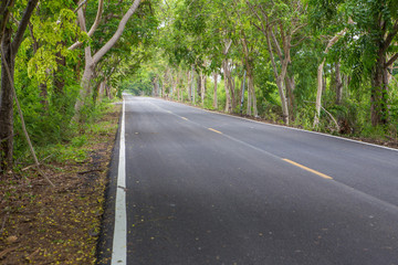 Fototapeta na wymiar Road with trees along the way