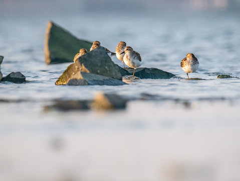 Semipalmated Sandpiper