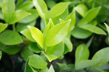 Urban flowerbed shrub leaves closeup background