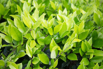 Urban flowerbed shrub leaves closeup background