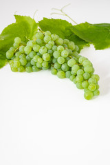 Bunch of fresh picked champagne grapes, and a grape vine and leaves, on a white background
