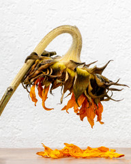 End of life- loneliness and sadness- Wilting sunflower head against white background close-up side...