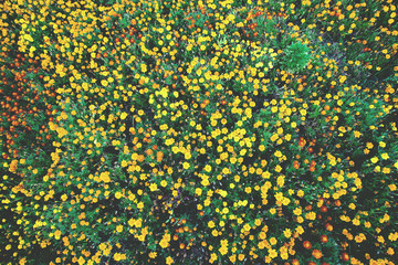 field of small bright yellow flowers, background, texture, toned