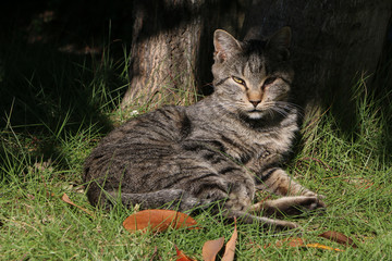 猫