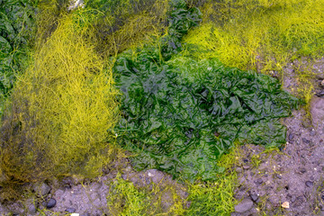 Algae/seaweed background and texture large copy space shades of green