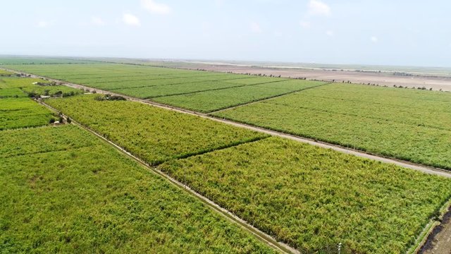AERIAL: sugar cane monoculture