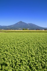 蕎麦畑と磐梯山（福島県・猪苗代町）