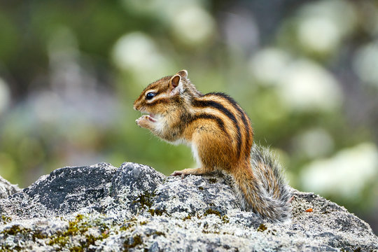 642 件の最適な エゾシマリス 画像 ストック写真 ベクター Adobe Stock 642 件の最適な エゾシマリス 画像 ストック写真 ベクター Adobe Stock