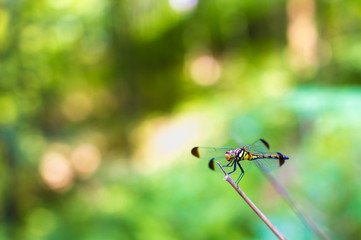 One dragonfly stopped on the grass branch