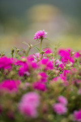 Pink verdolga, common purslane, portulaca oleracea flower