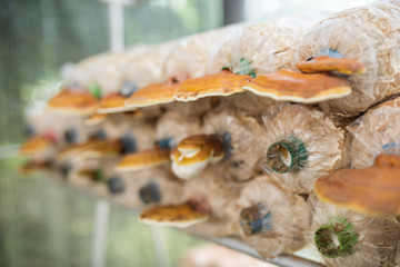 fresh lingzhi mushroom in the farm