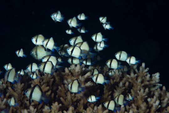 Dascyllus damsel