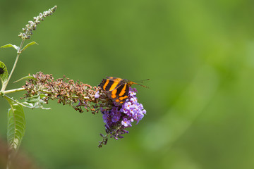Close-up butterfly photographed in outdoor flowers