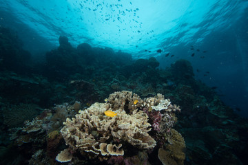 Naklejka na ściany i meble Tropical Coral Reef Underwater