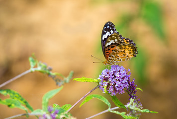 Close-up butterfly photographed in outdoor flowers