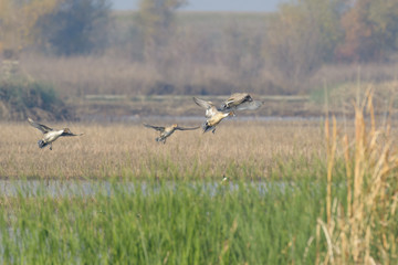 Gray colored pintail ducks flying above wetland