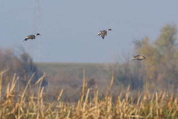 Flight of wild pintail ducks