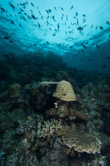 Tropical Underwater Landscape