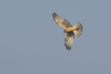 Flying wild harrier in blue sky