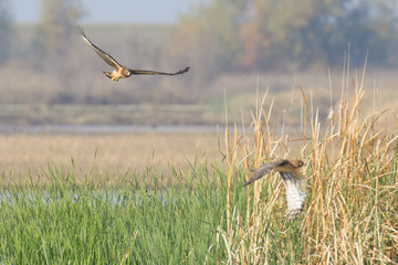 Flying harrier above wetland grass