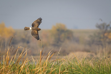 Gliding wild harrier with brown plumage
