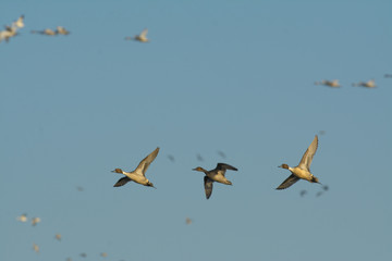 Flying pintail ducks in sky