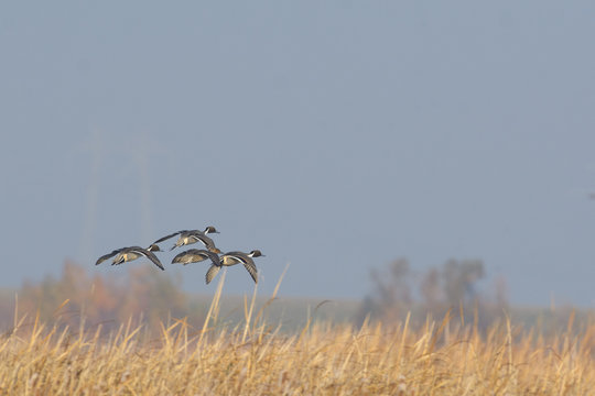 Pintail ducks flying above wetland