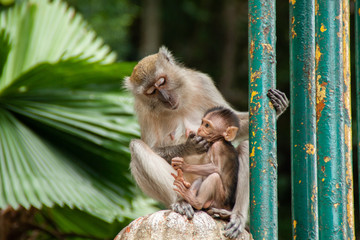 Mother monkey taking care of her son's dental hygiene in Batu Caves, Malaysia