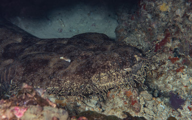 Tasselled wobbegong  shark Eucrossorhinus dasypogon 