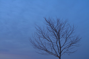 Fototapeta na wymiar Leafless tree under night sky